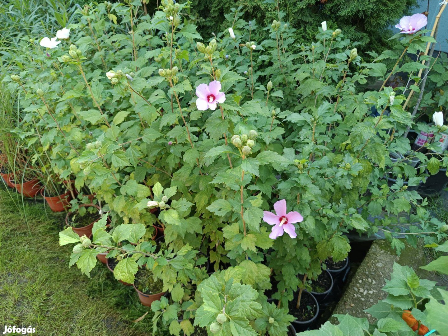 Syr Hibiszkuszok (mályvacserjék) lila és fehér színben eladók!