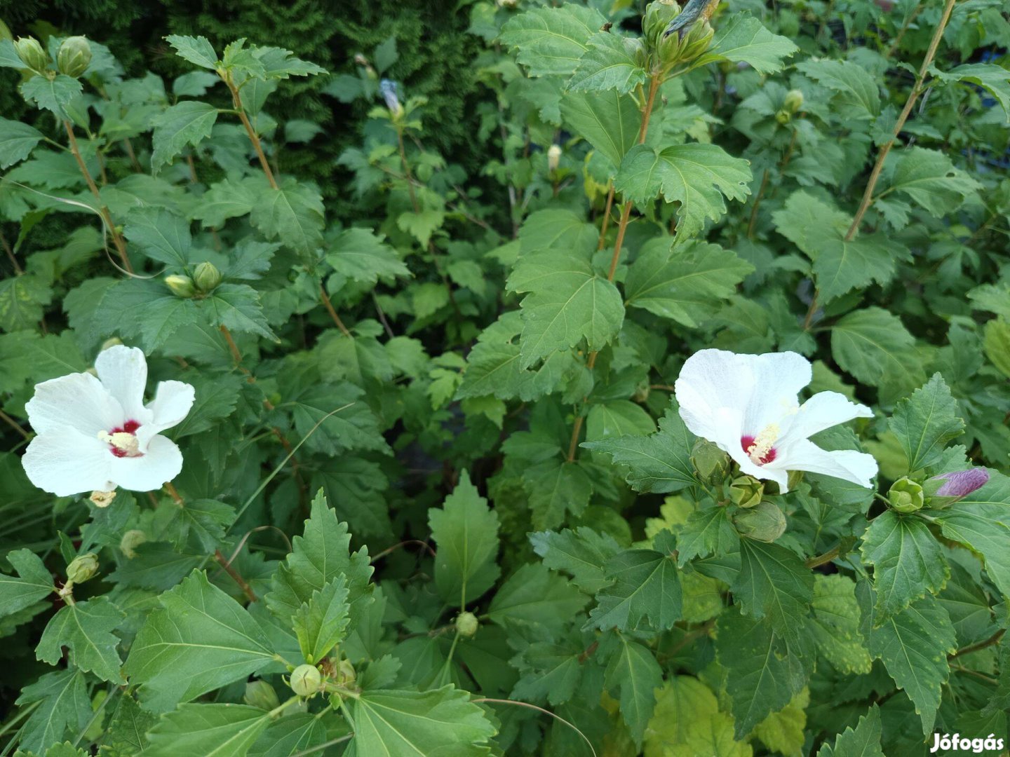 Syr Hibiszkuszok lila és fehér színben konténerben eladók!