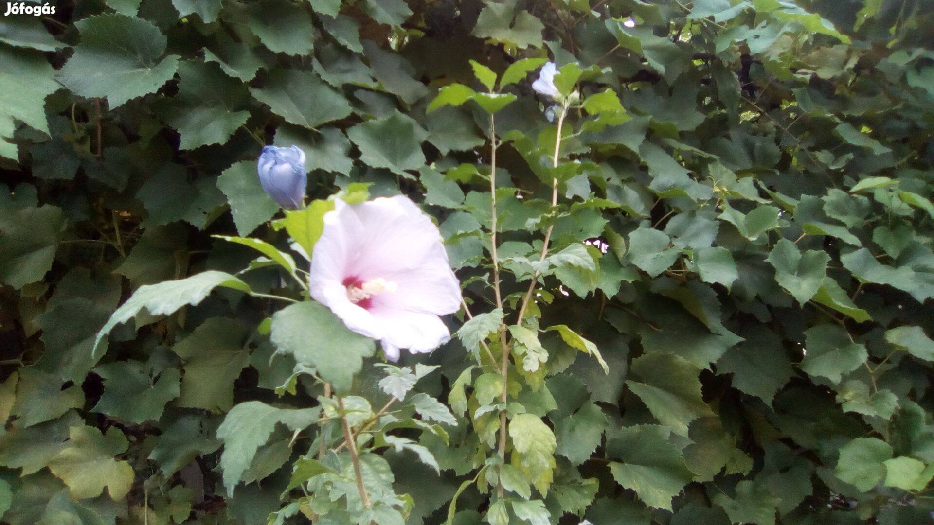 Syr hibiszkusz (mályvacserje) növények fehér és lila színben eladó
