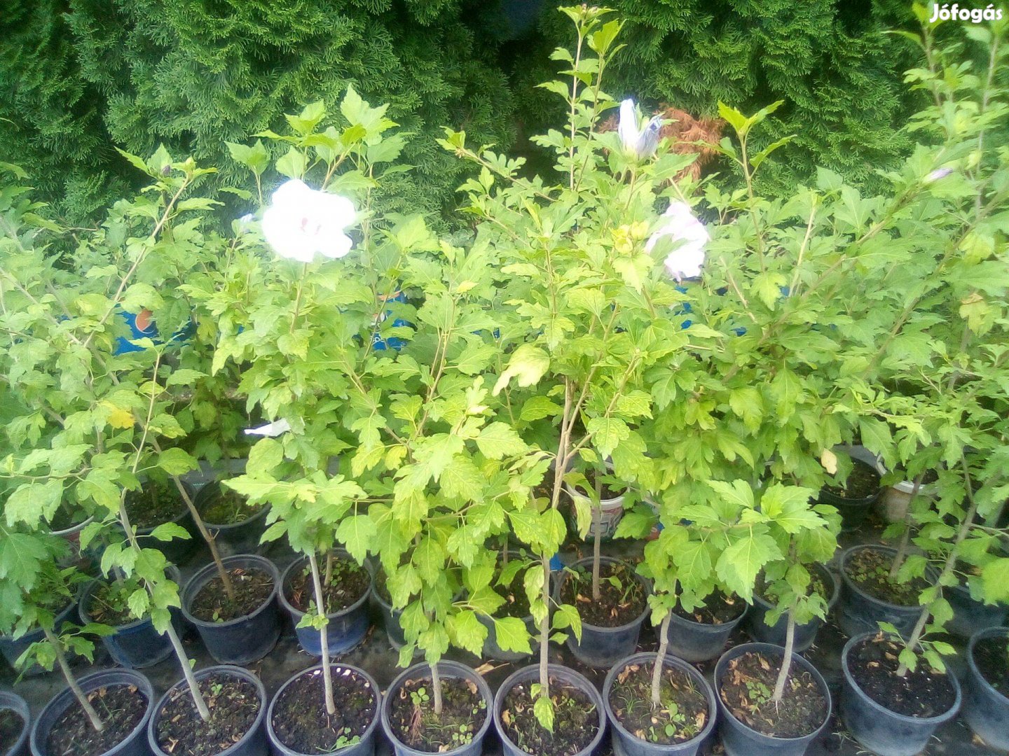 Syr hibiszkusz (mályvacserje) növények fehér és lila színben eladó