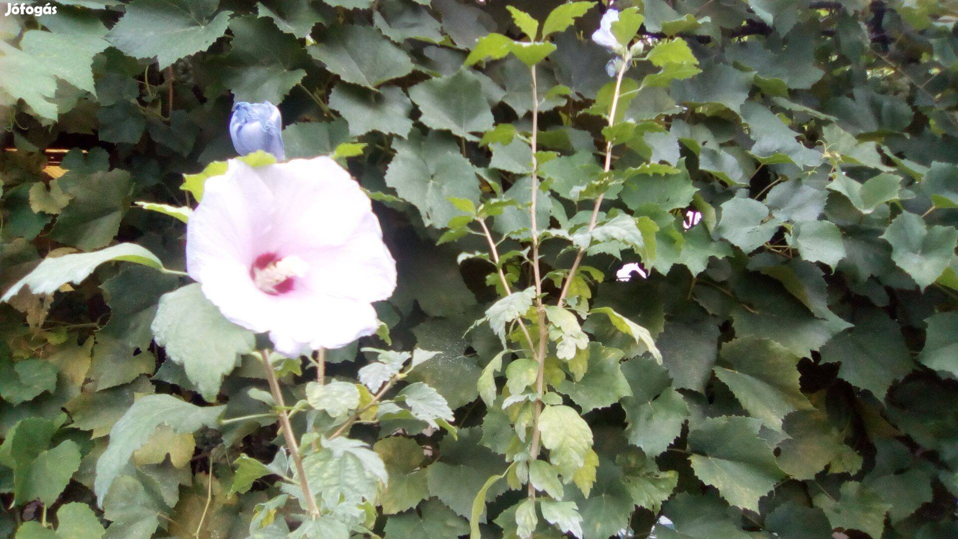 Syr hibiszkusz (mályvacserje) növények fehér és lila színben eladó!