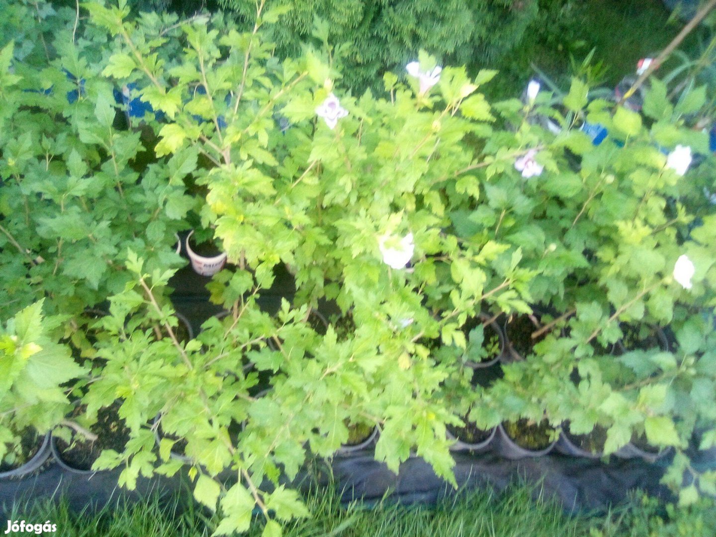 Syr hibiszkusz (mályvacserje) növények fehér és lila színben eladók