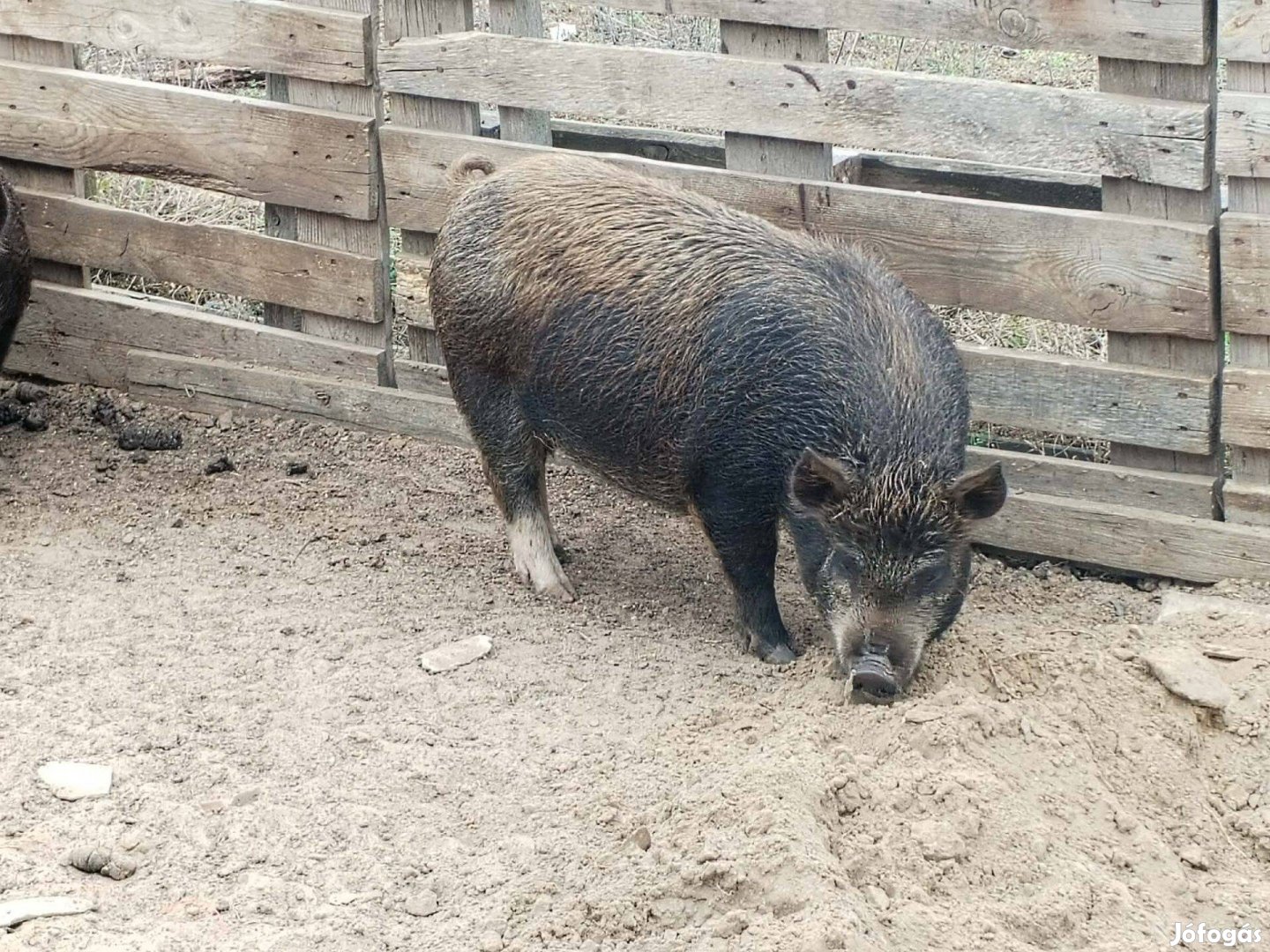 Szabadban nevelt malacok eladók