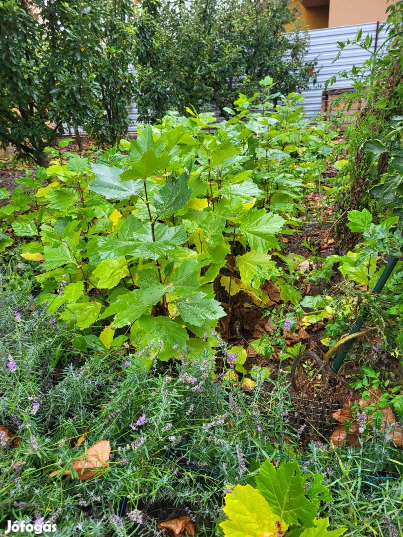 Szabadgyökeres 30-200 cm-s platán (Platanus acerifolia) csemete eladó