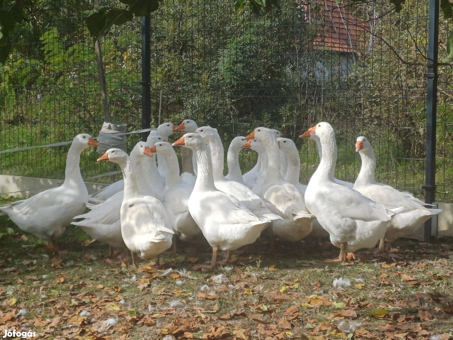 Szabadtartású tanyasi Liba