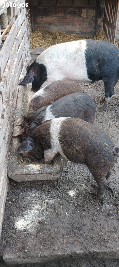 Szabtartásu báznai mangalica malacok eladók.