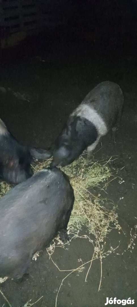 Szabtartásu báznai mangalica süldők eladók