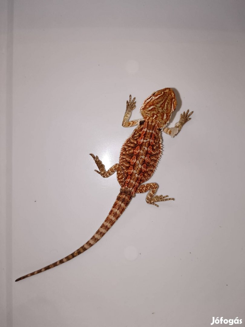 Szakallas agama, szaki, Pogona Vitticeps