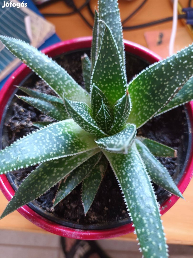 Szálkás aloe (aloe aristata) örökzöld szobanövény különlegesség