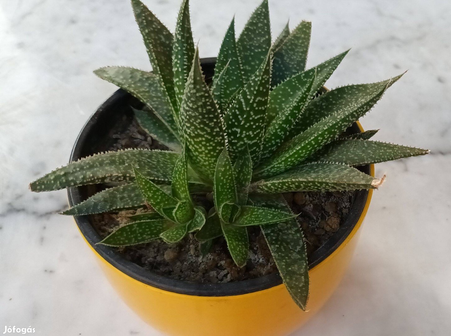 Szálkás aloe (aloe aristata) örökzöld szobanövény különlegesség