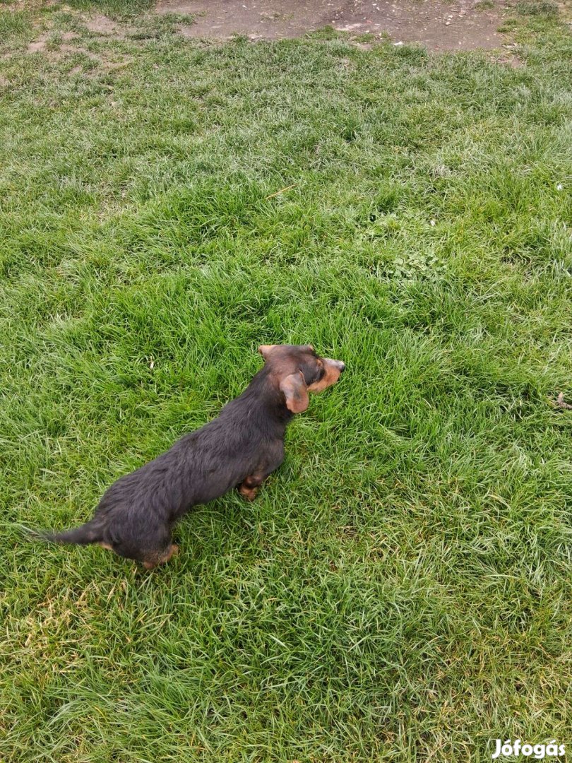 Szálkásszőrű tacskó jellegű ingyen elvihető