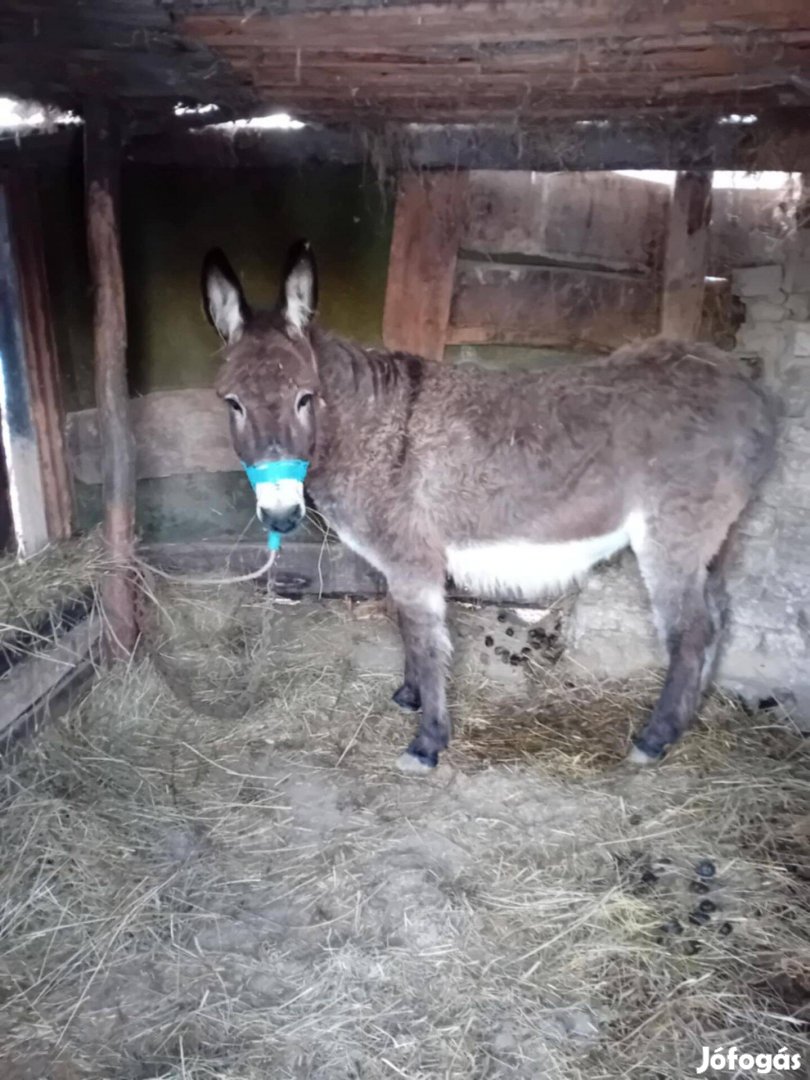 Szamár eladó vagy csere hízóra