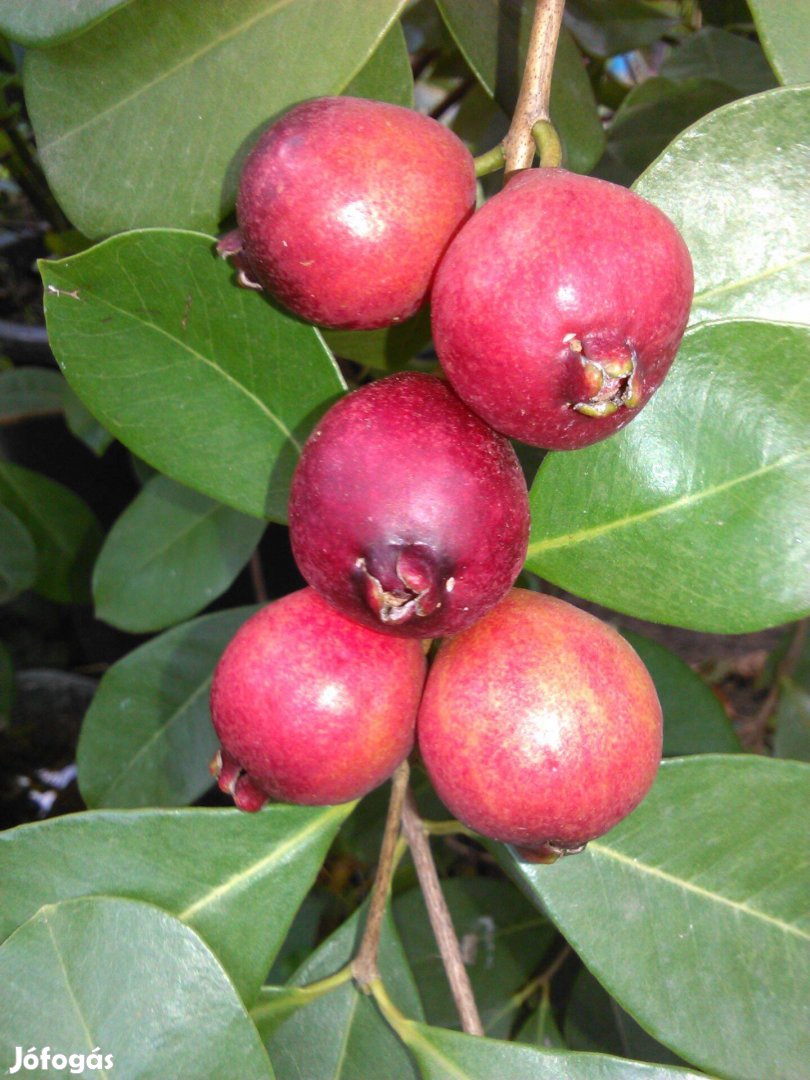 Szamóca guava. Psidium cattleianum Raddi