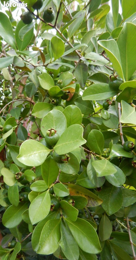 Szamóca guava trópusi gyümölcsfa Guayaba limon