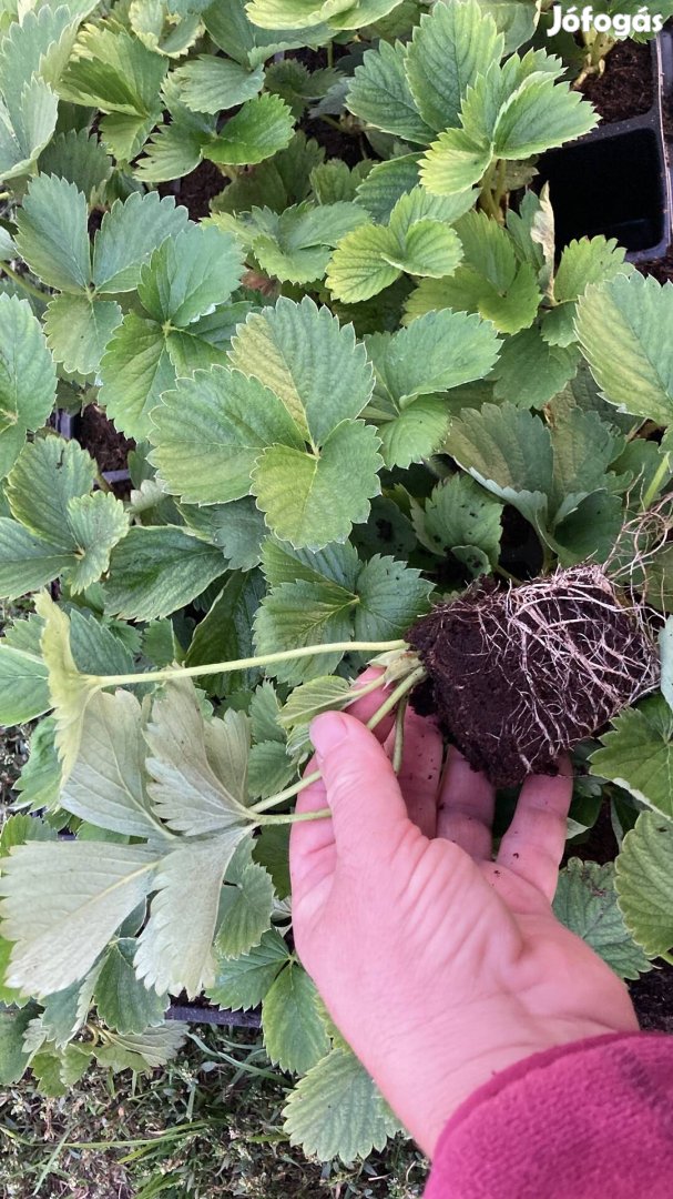 Szamócapalánta, tápkockás palánta, eper palánta