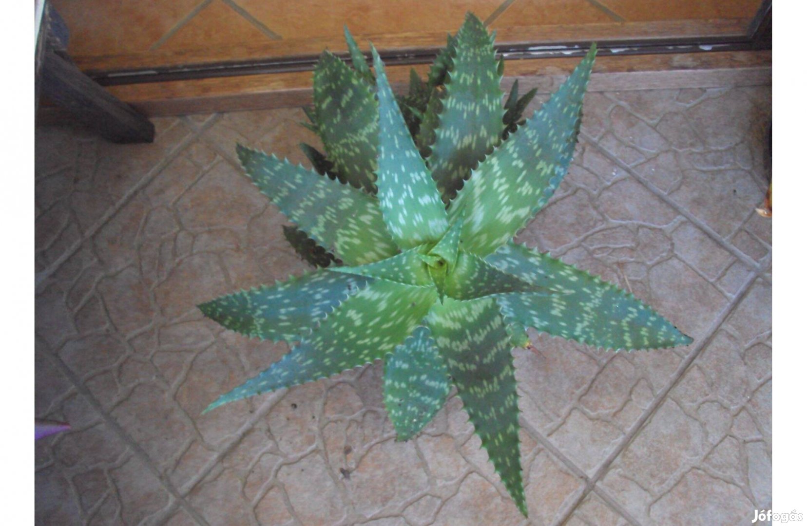 Szappan aloe - Aloe saponaria