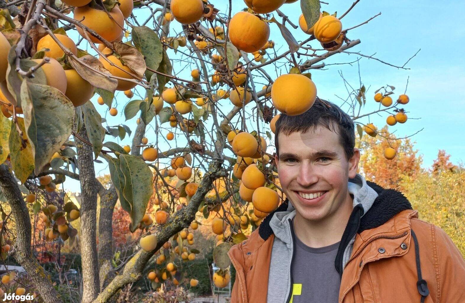 Szárazságtűrő kakiszilva, gránátalma, pekándió, ciprusok, babérmeggy,