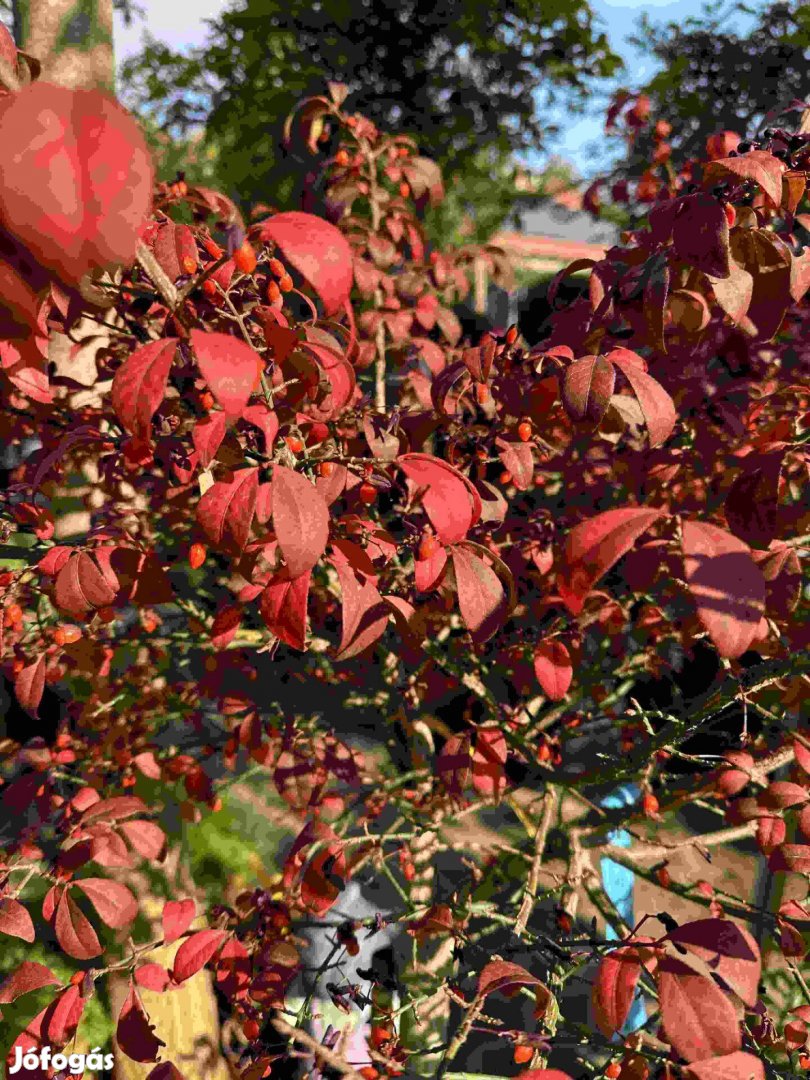 Szárnyas kecskerágó - Euonymus alatus compactus