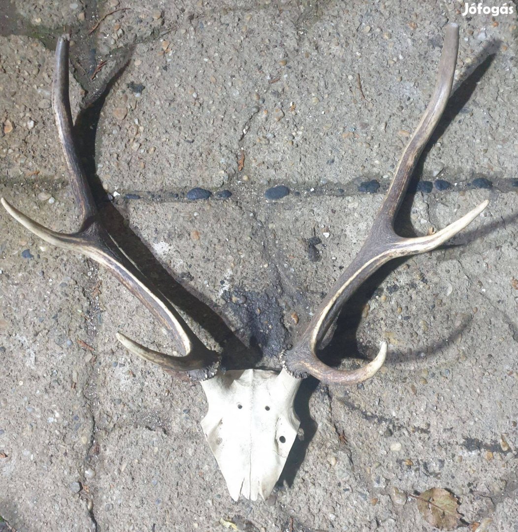 Szarvas agancs, régi trófea