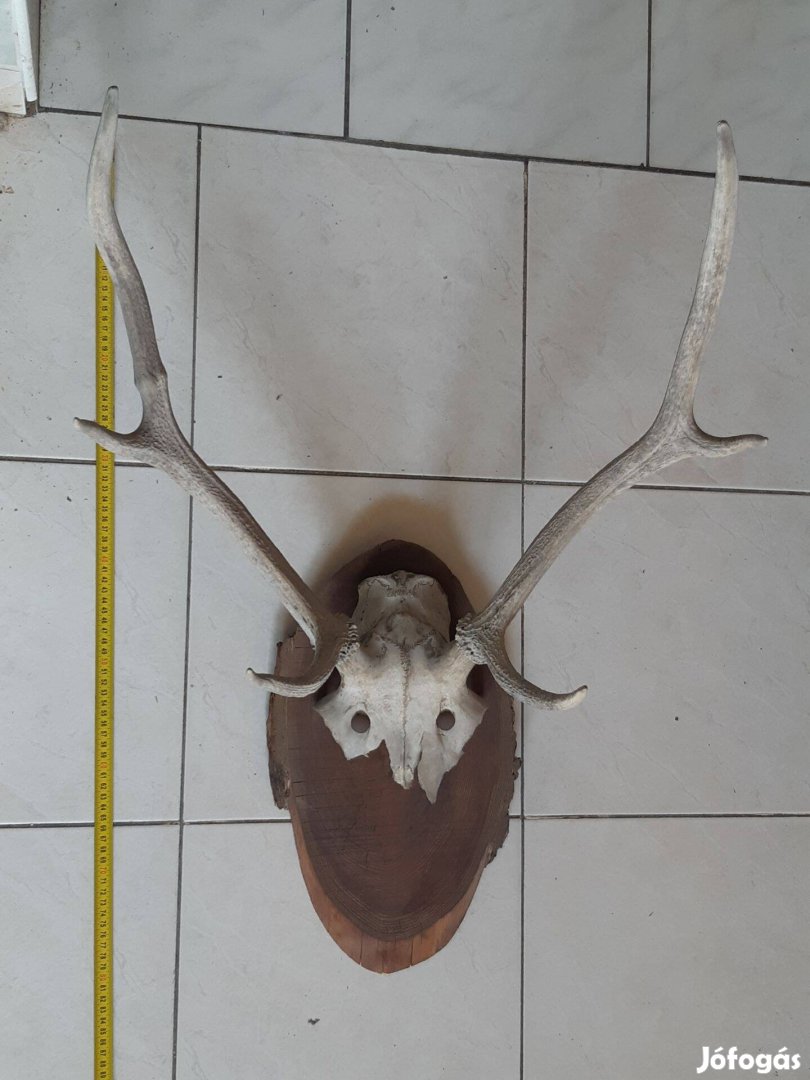 Szarvas agancs trófea közepes 55cm és régi