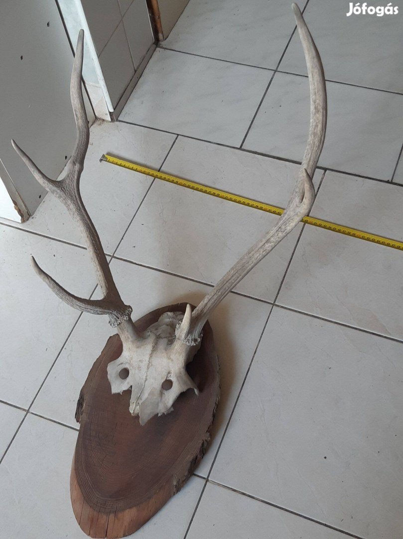 Szarvas agancs trófea közepes 55cm és régi