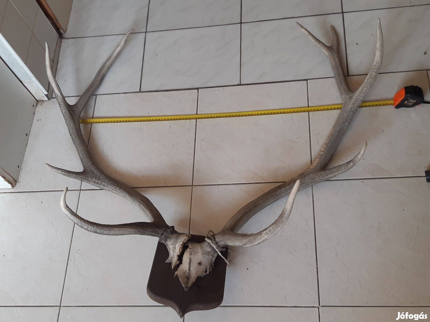 Szarvas agancs trófea nagy 75cm és régi