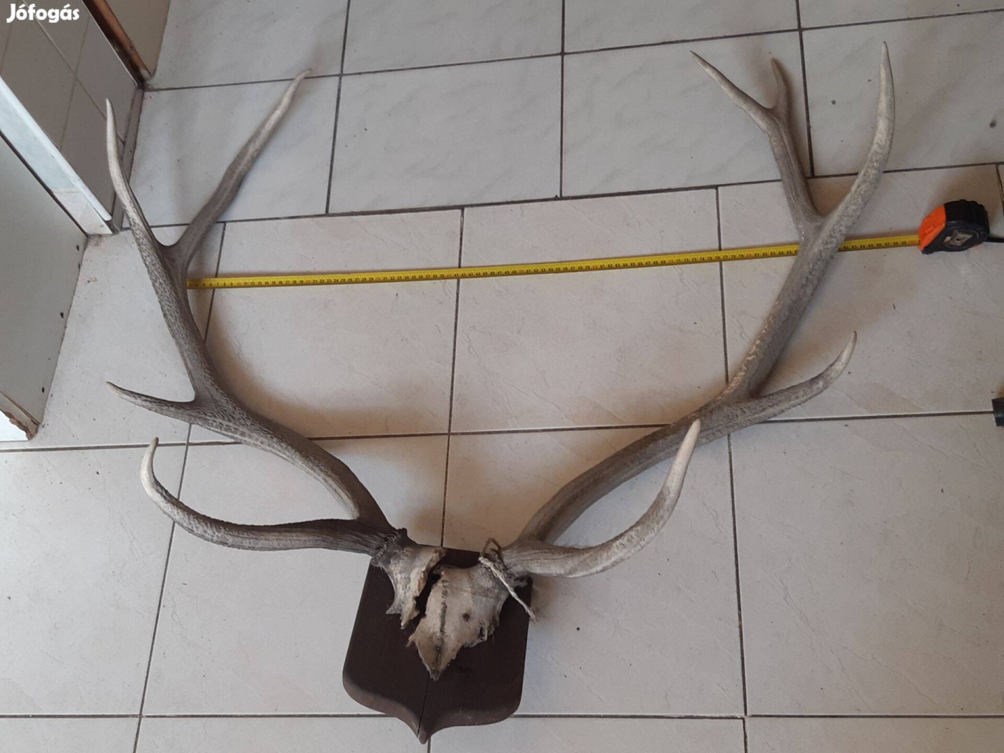 Szarvas agancs trófea nagy 75cm és régi