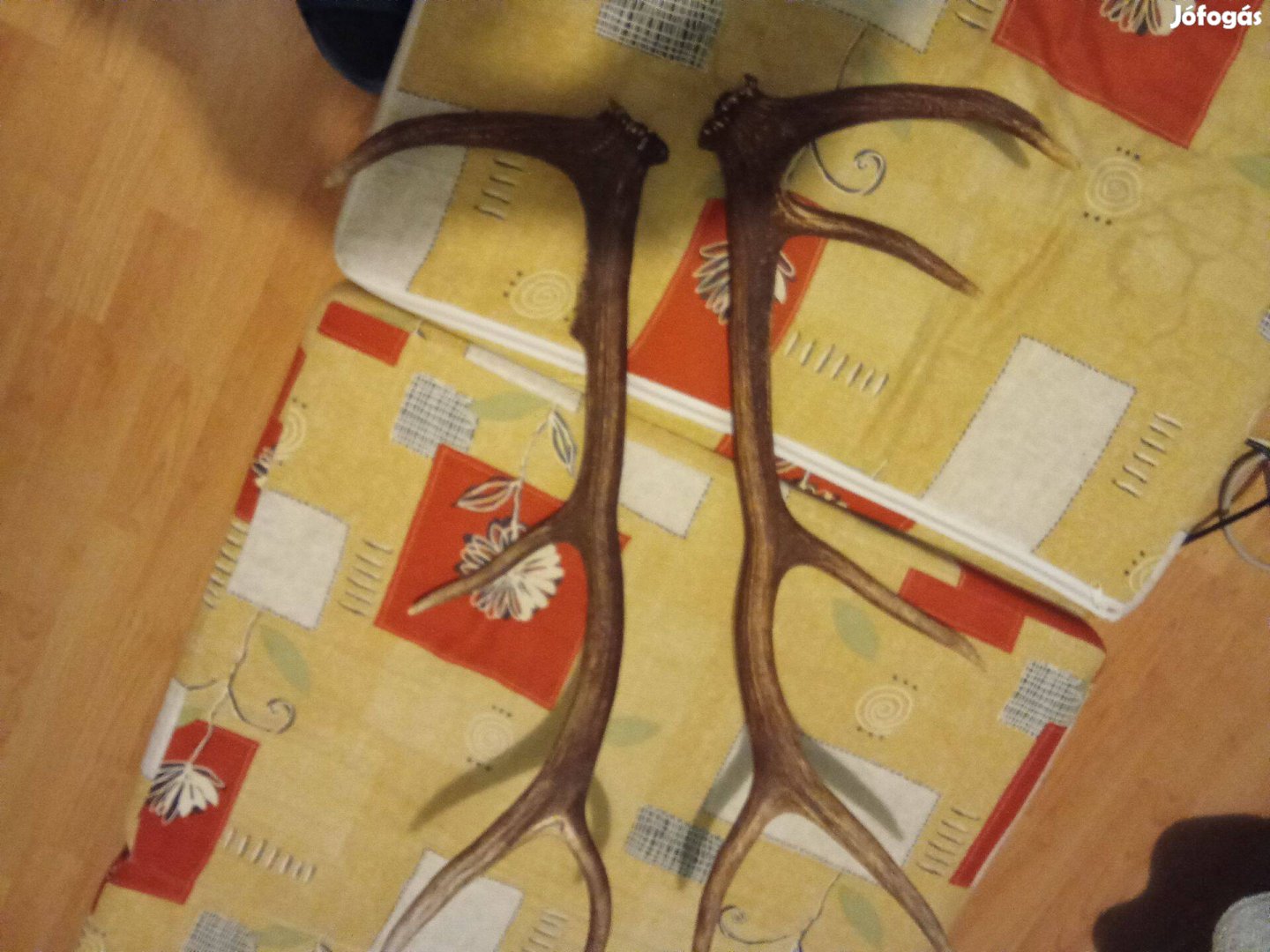 Szarvasagancs, komplett 70cm