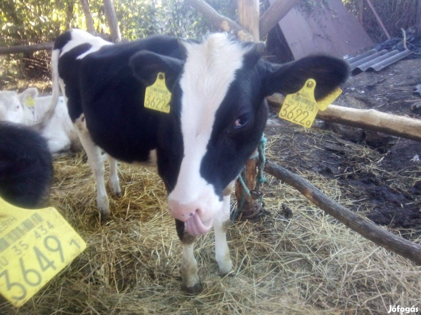 Szarvasmarha, üsző, 8 hónapos holstein frez eladó