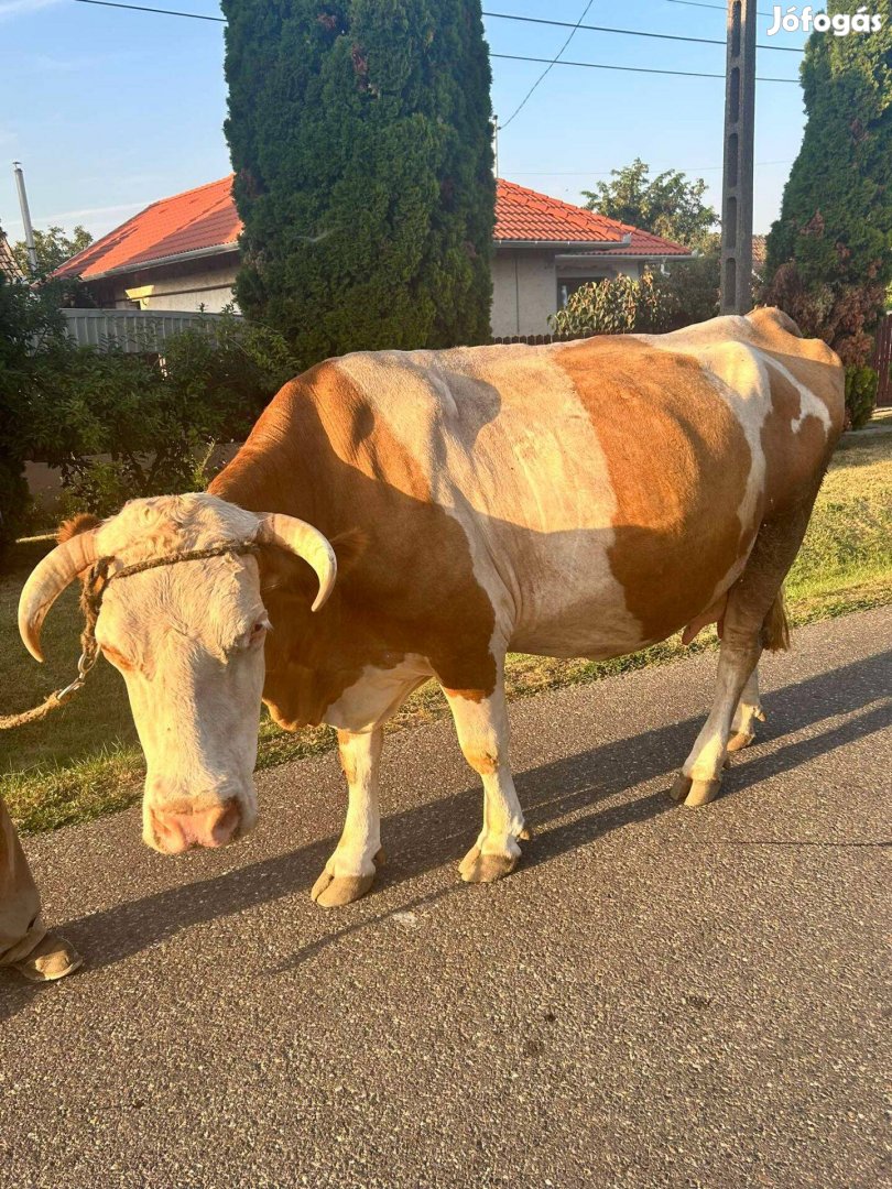 Szarvasmarha eladó Hajdúdorogon!