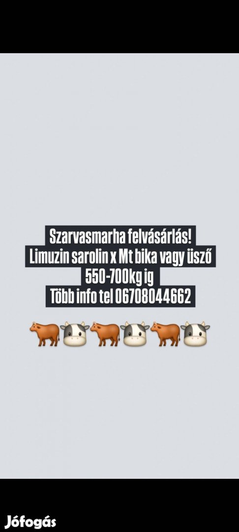 Szarvasmarha felvásárlás! Limuzin sarolin Mt bika vagy üsző 550-700kg