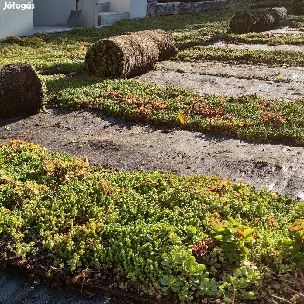 Szedum szőnyeg ( varjúháj szőnyeg) lapostetőkre