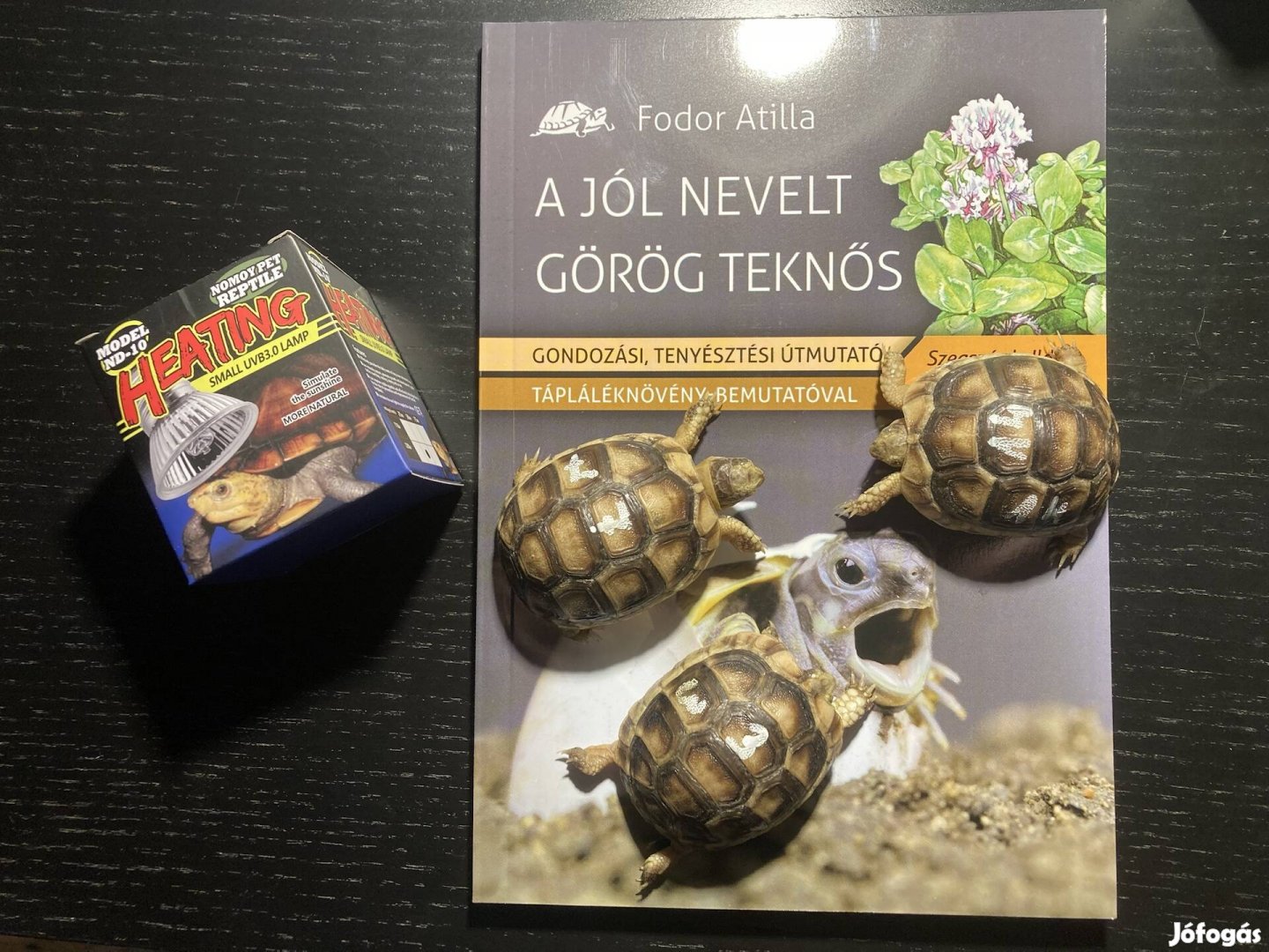 Szegélyes Teknős
