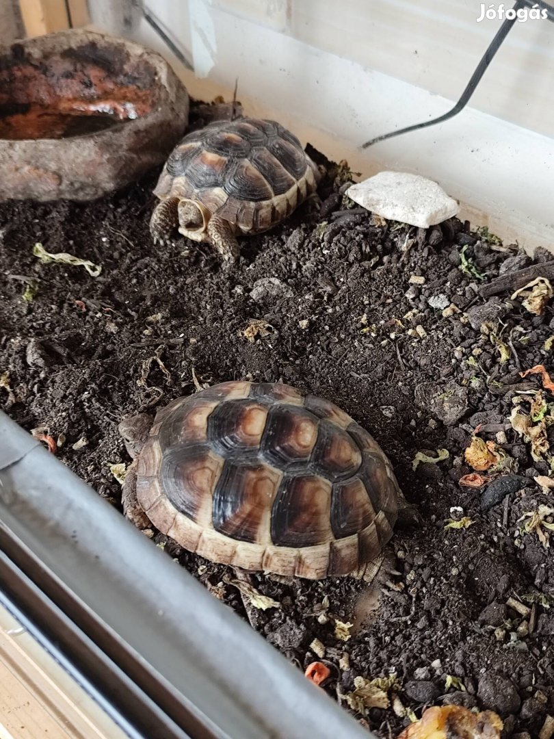 Szegélyes teknős papírokkal eladó 