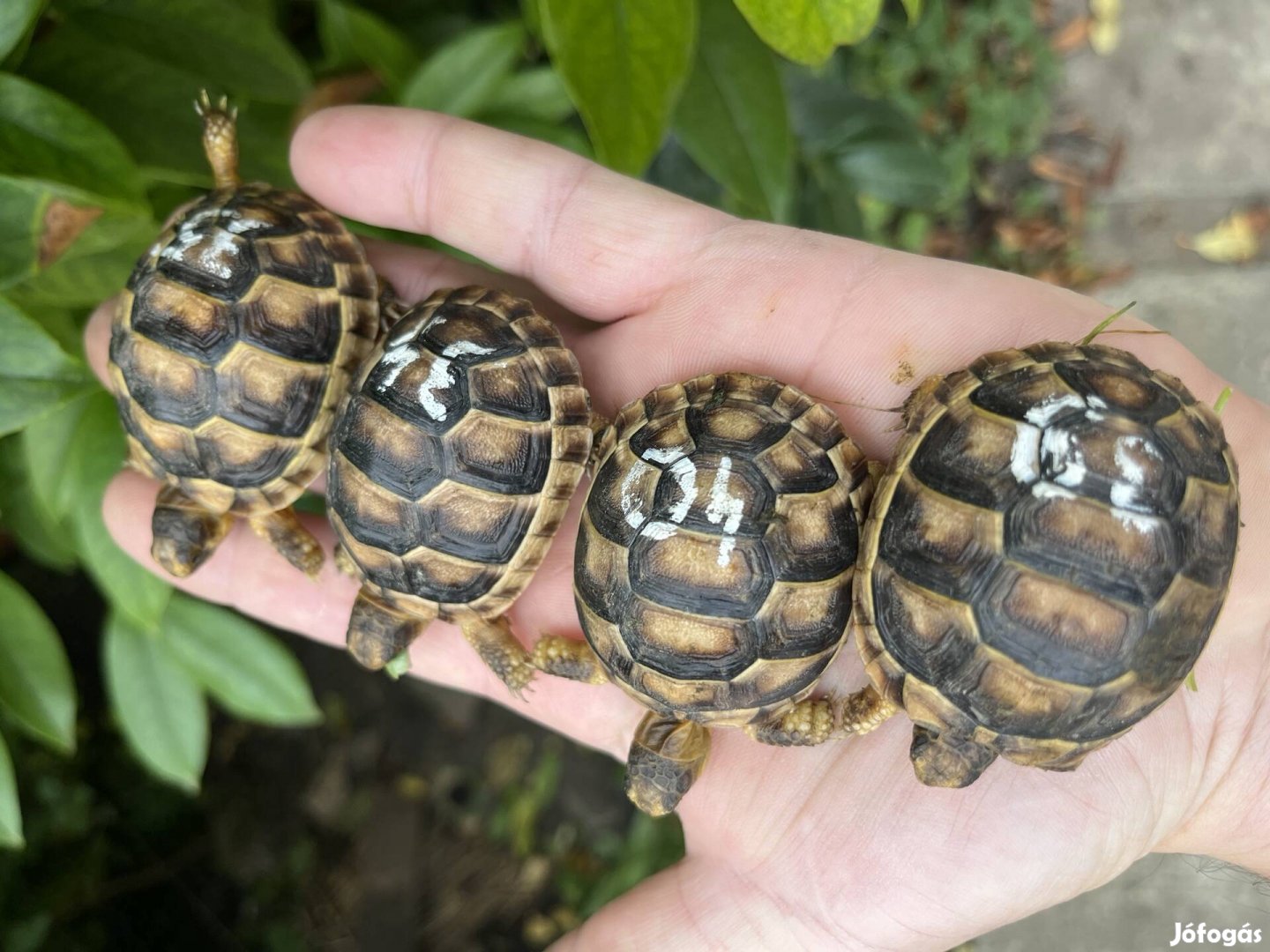 Szegélyes teknős tenyésztőtől plusz ajándék 