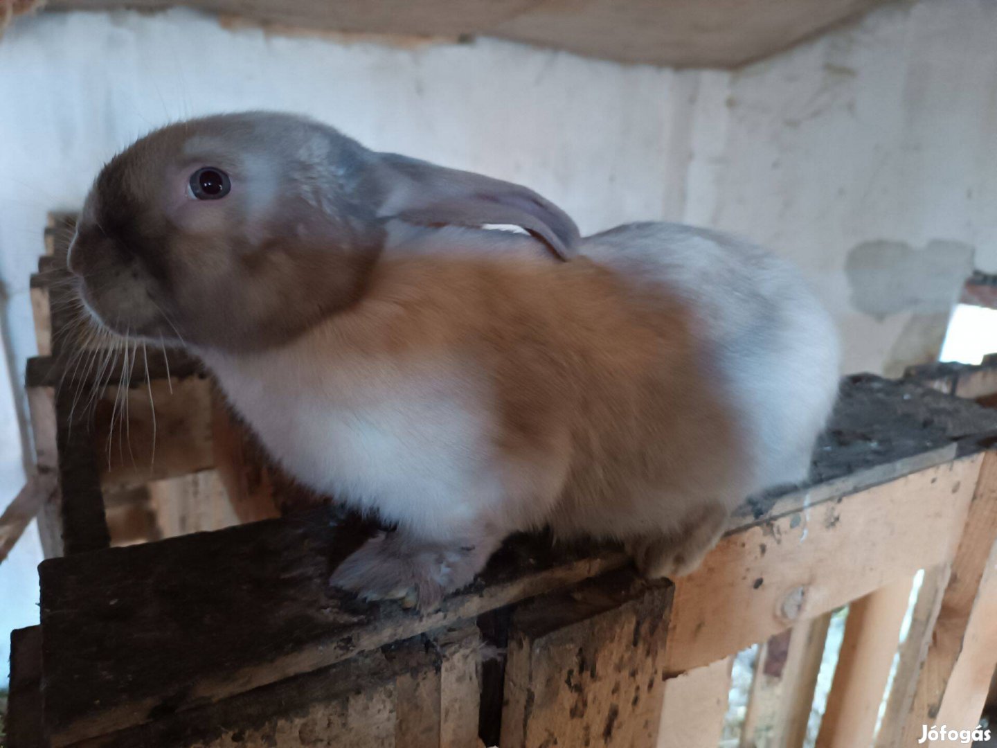 Székely bakok vihetők!