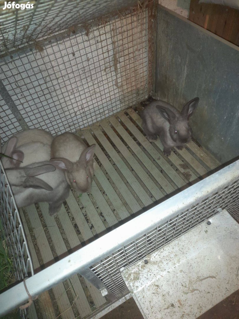 Székely nyúl nyuszi