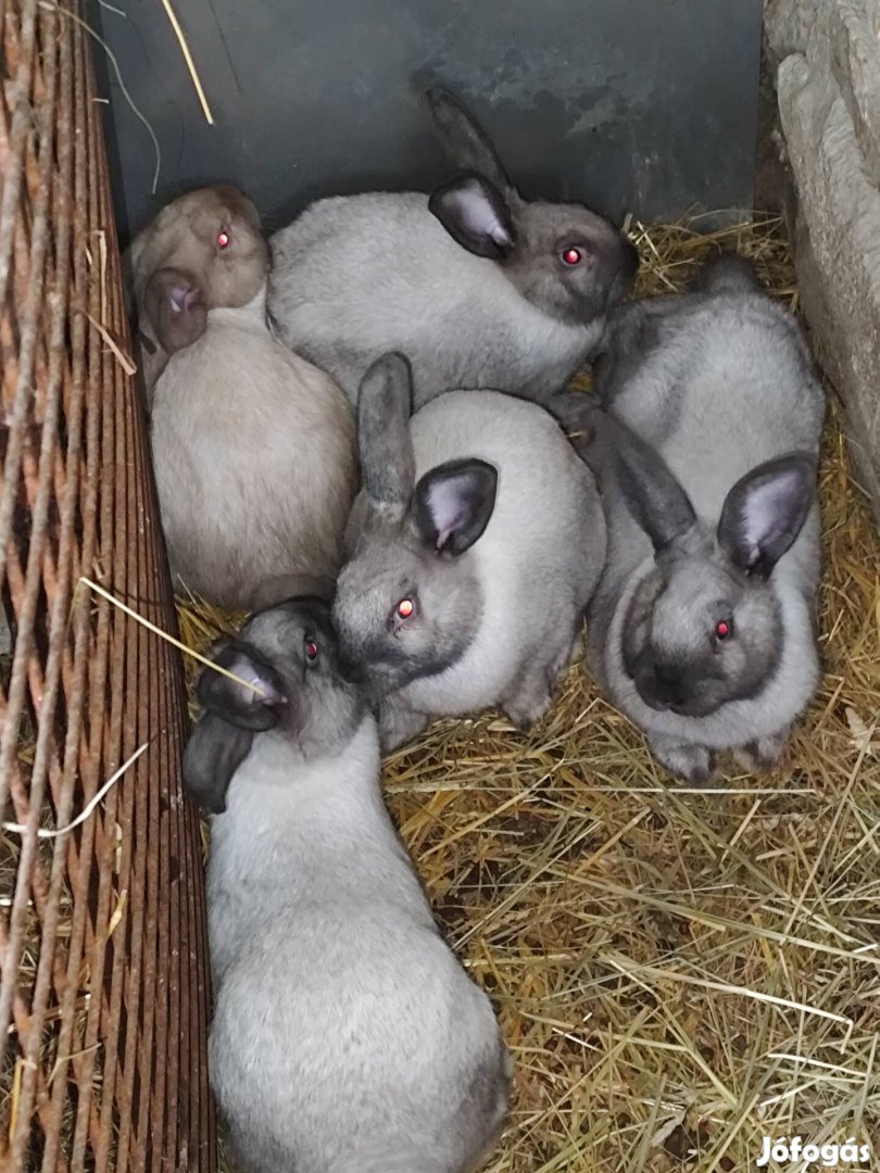 Székely nyulak eladók