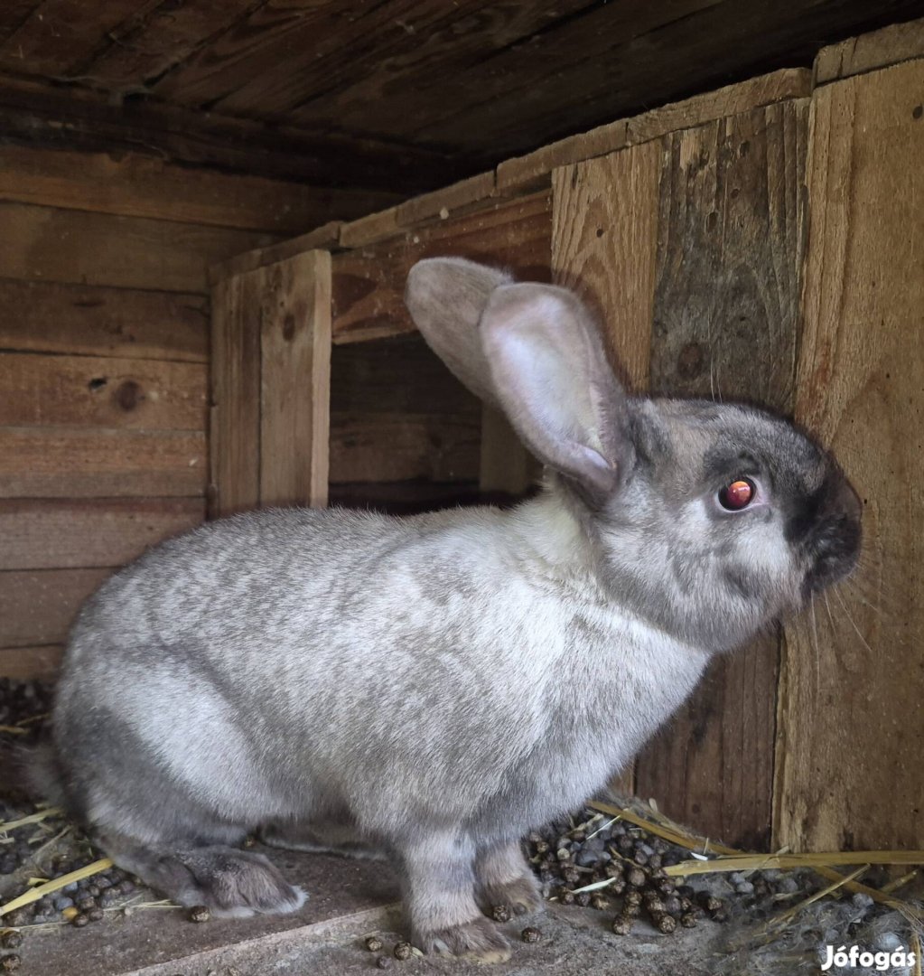 Székelynyúl 8 hónapos