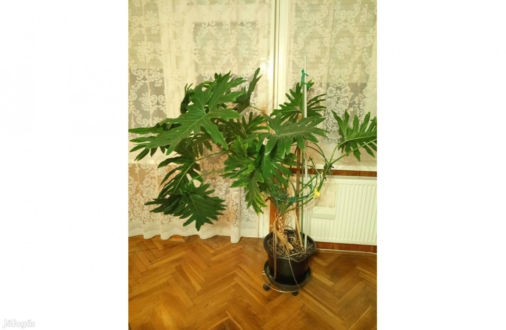 Szeldelt levelű philodendron