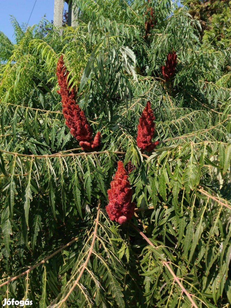 Szeldeltlevelű ecetfa Rhus Typhina