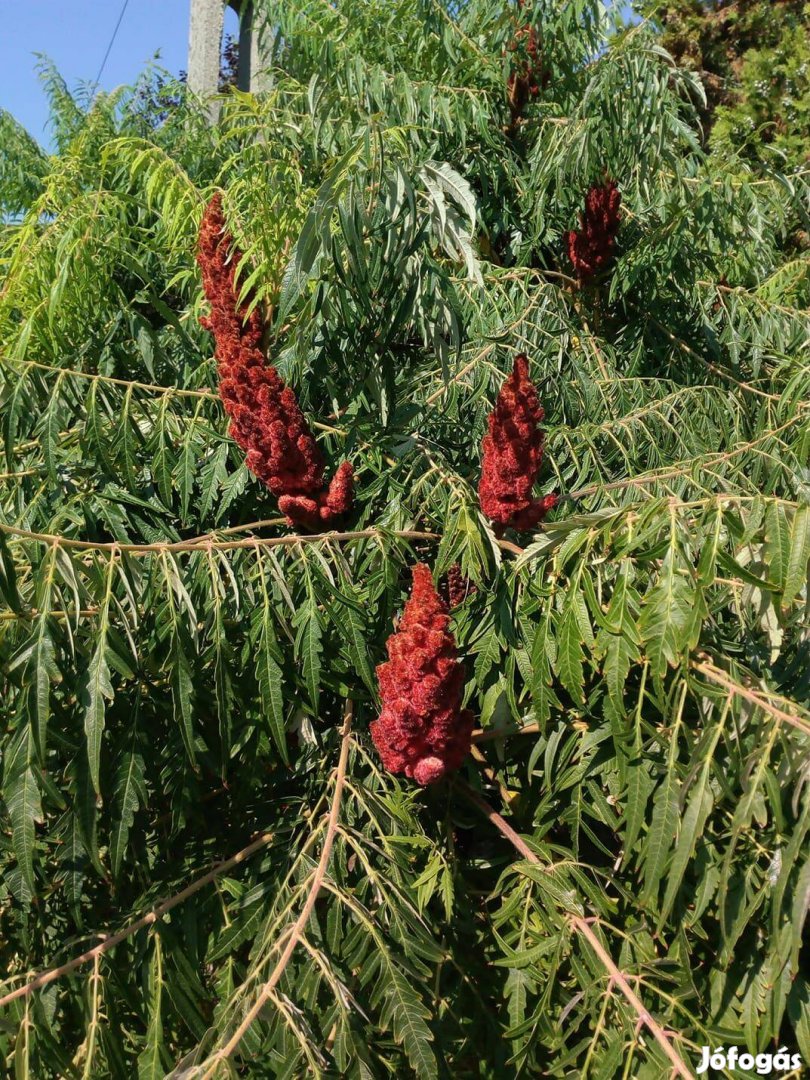 Szeldeltlevelű ecetfa Rhus typhina