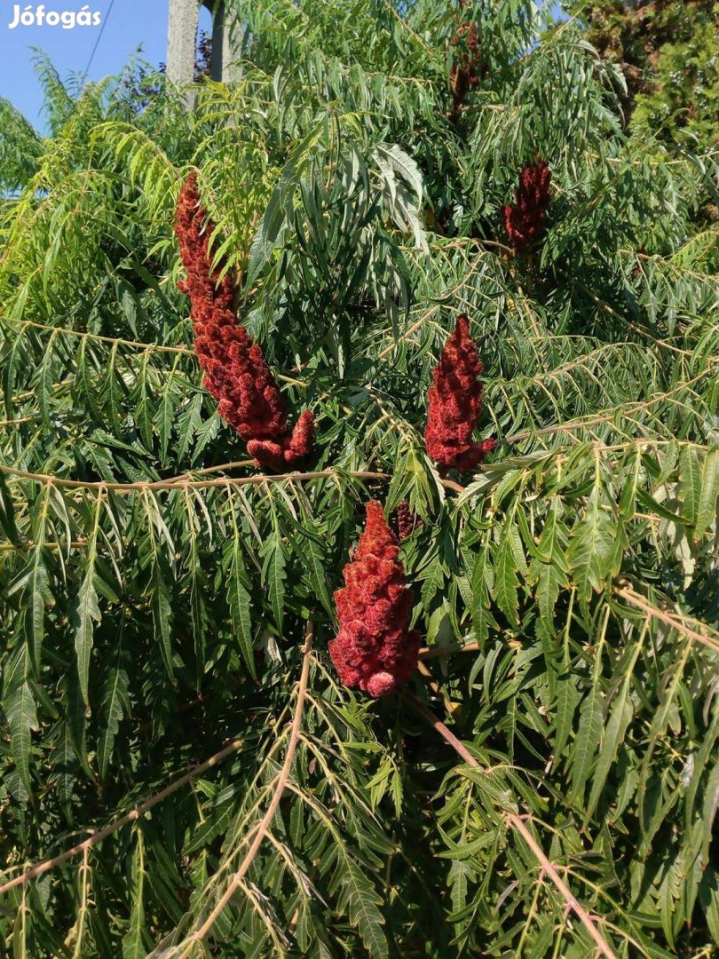 Szeldeltlevelű ecetfa nagy Rhus typhina