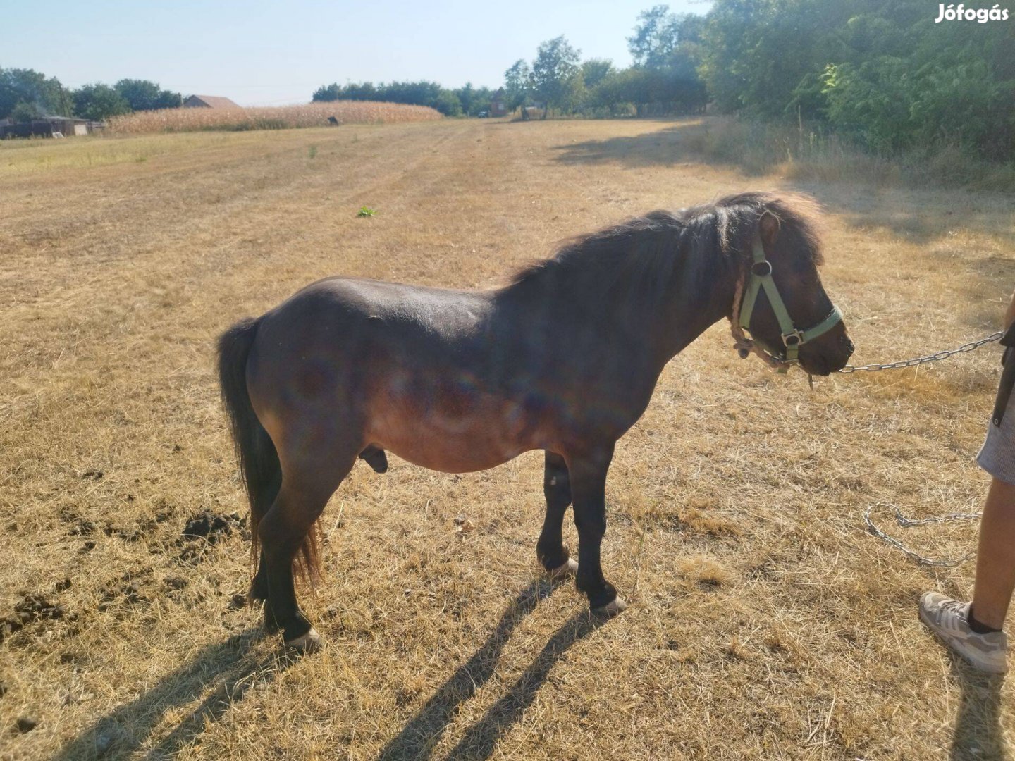 Szelíd kis póni eladó