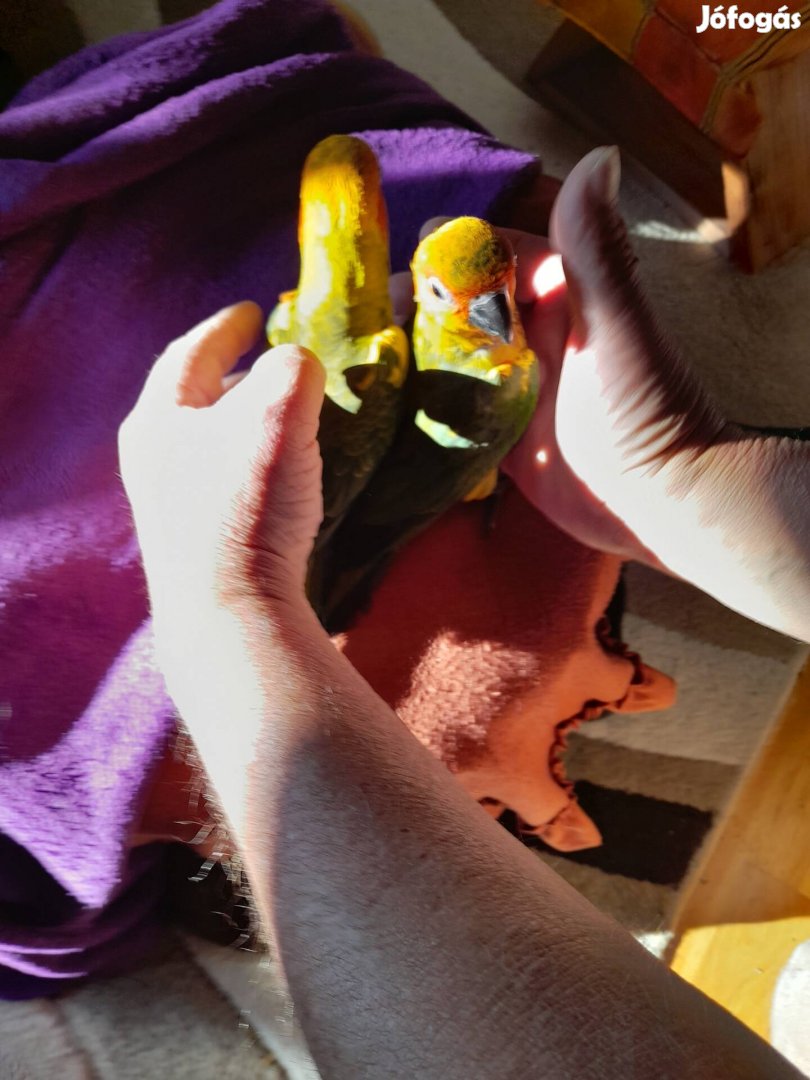 Szelid nappapagájok eladók