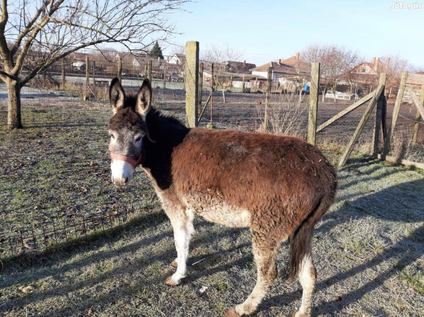 Szelíd,vemhes,kanca szamár eladó