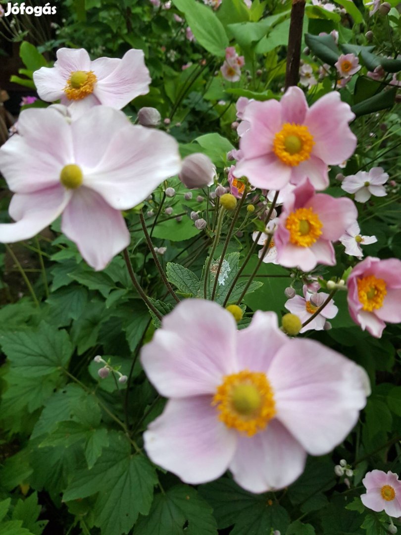 Szellőrózsa tövek