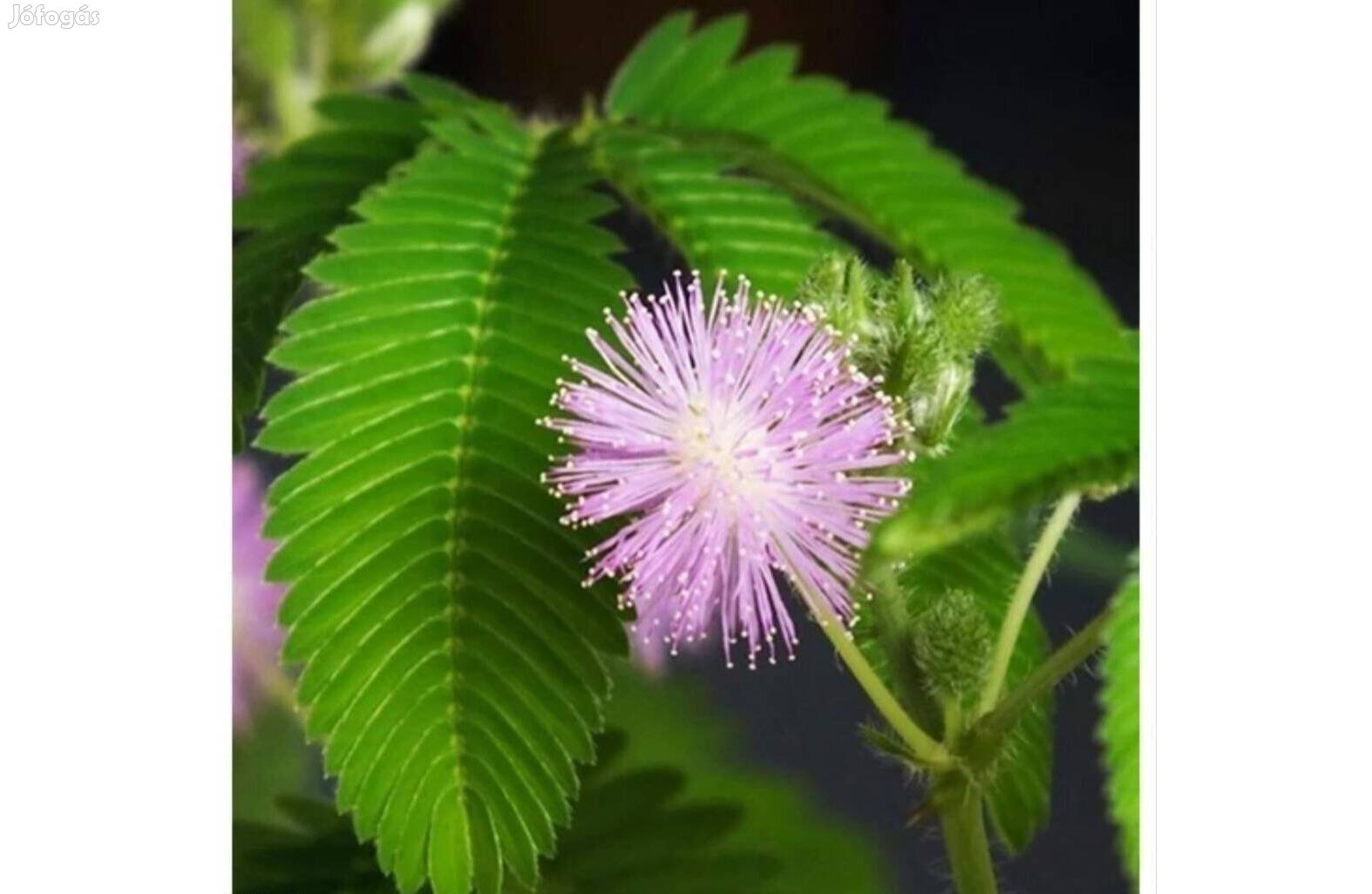 Szemérmes Mimóza- Mimosa pudica
