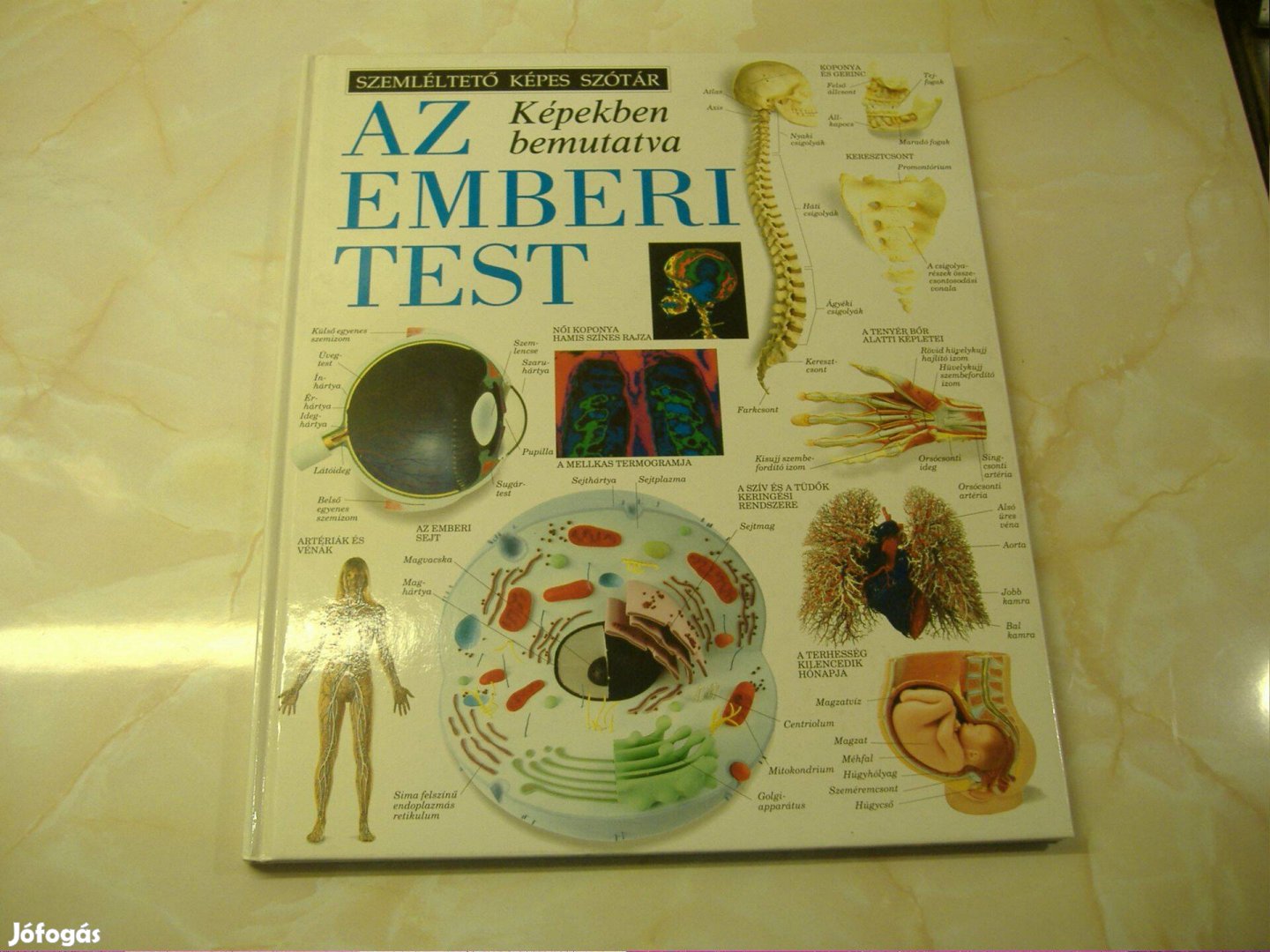 Szemléltető képes szótárképekben bemutatva Az emberi test Gyermekkönyv
