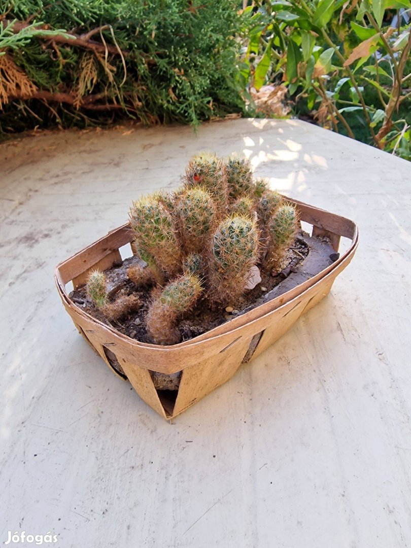 Szemölcskaktusz (Mammillaria baumii) telepek rattan kosárban, kaktusz